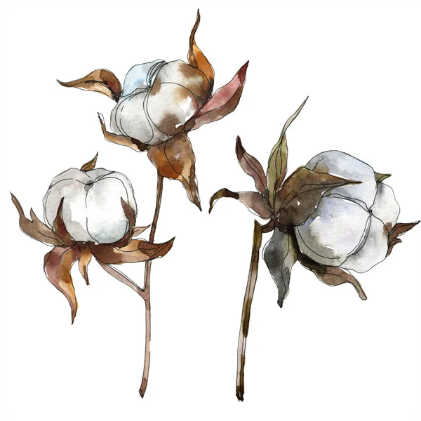 Βαμβακερό Φλοράλ Βοτανικό Λουλούδι Ακουαρέλα Φόντο Εικόνα Σύνολο Ακουαρέλα Σχεδίασης — Φωτογραφία Αρχείου