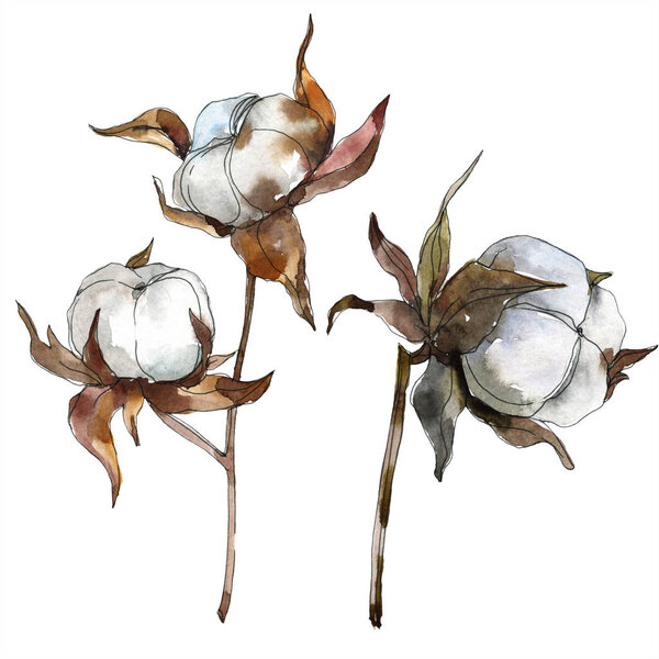 Cotton floral botanical flower. Watercolor background illustration set. Watercolour drawing fashion aquarelle isolated. Isolated cotton illustration element.