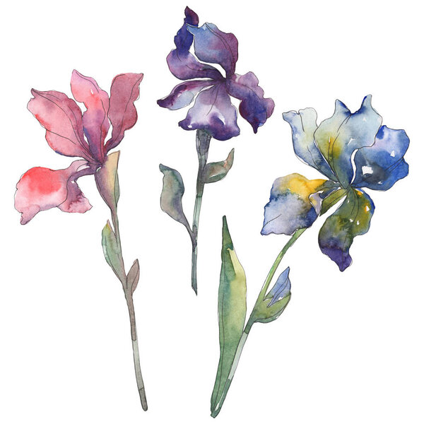 Red, blue and purple irises. Floral botanical flower. Wild spring leaf isolated. Watercolor background illustration set. Watercolour drawing fashion aquarelle. Isolated iris illustration element.