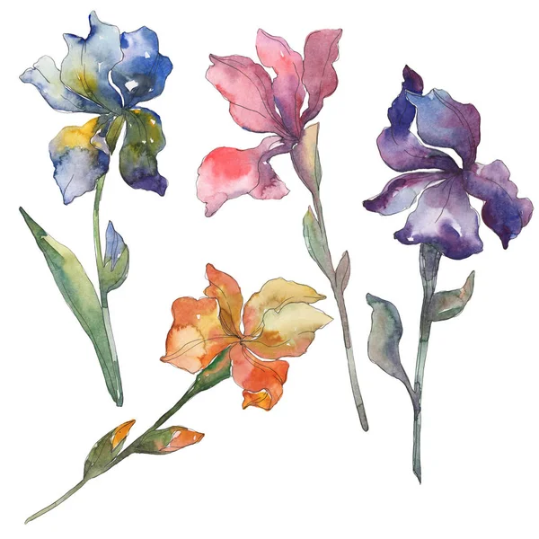 橙色和蓝色虹膜 花植物学花 被隔绝的狂放的春天叶子 水彩背景设置 水彩画时尚水彩画 孤立的虹膜插图元素 — 图库照片