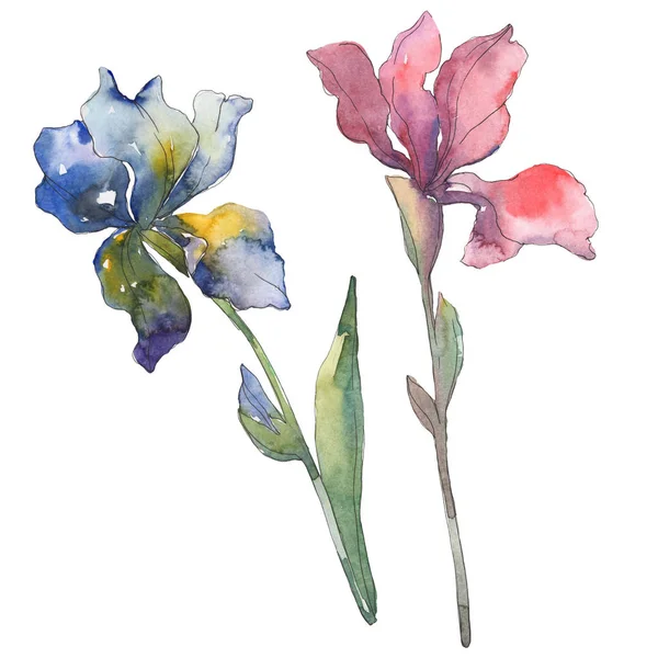 Kırmızı ve mavi süsen. Botanik çiçek. Vahşi bahar yaprak izole. Suluboya arka plan illüstrasyon küme. Suluboya çizim moda aquarelle. İzole Iris resim öğesi.