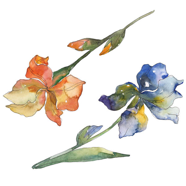Orange and blue irises. Floral botanical flower. Wild spring leaf isolated. Watercolor background illustration set. Watercolour drawing fashion aquarelle. Isolated iris illustration element.