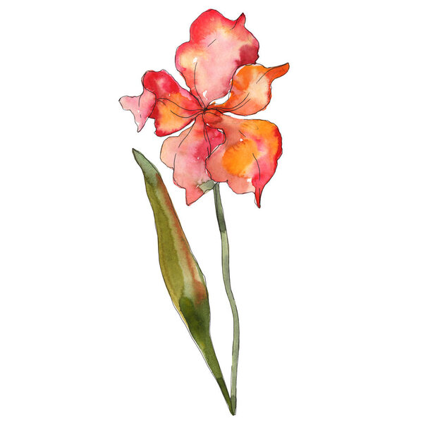 Red iris floral botanical flower. Wild spring leaf wildflower isolated. Watercolor background illustration set. Watercolour drawing fashion aquarelle isolated. Isolated iris illustration element.