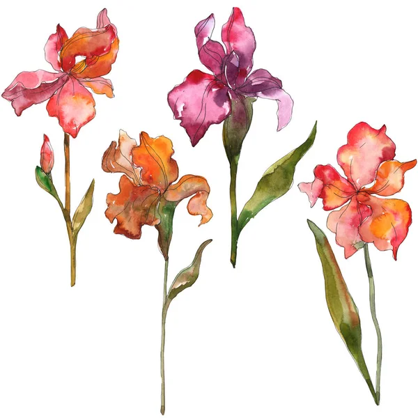 Mor ve kırmızı gözü botanik çiçek. Vahşi bahar yaprak izole kır çiçeği. Suluboya arka plan illüstrasyon küme. Suluboya çizim moda aquarelle. İzole Iris resim öğesi.