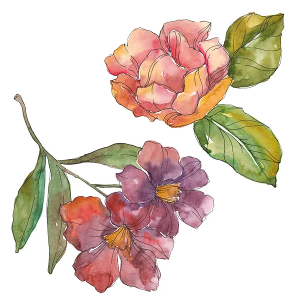 Rött Och Lila Camellia Isolerade Vitt Akvarell Bakgrundselement Illustration — Stockfoto