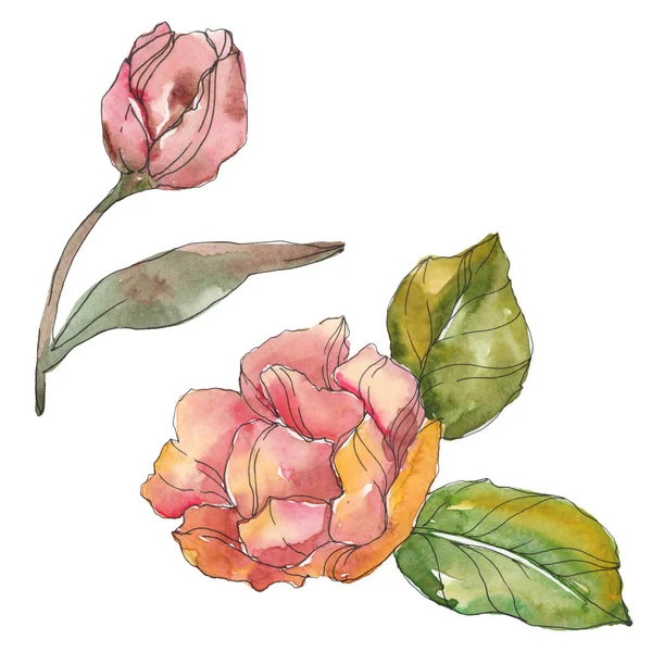Rött Och Lila Camellia Isolerade Vitt Akvarell Bakgrundselement Illustration — Stockfoto