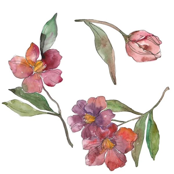 Beyaz izole kırmızı ve mor kamelya. Suluboya arka plan illüstrasyon öğesi.