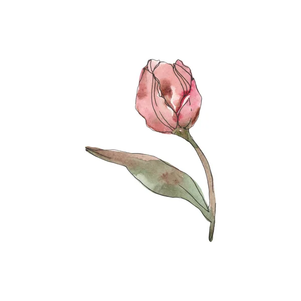 Rode Paarse Camellia Geïsoleerd Wit Aquarel Achtergrond Afbeelding Element — Stockfoto
