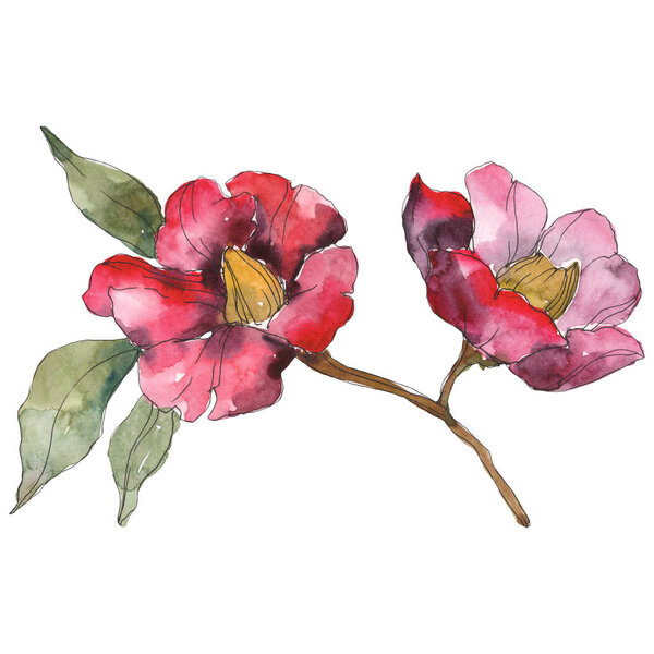 Isolated red camellia flowers with green leaves. Watercolor illustration set. 