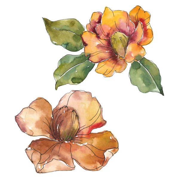 Isolated Orange Camellia Flowers Green Leaves Watercolor Illustration Set — Stock Photo, Image