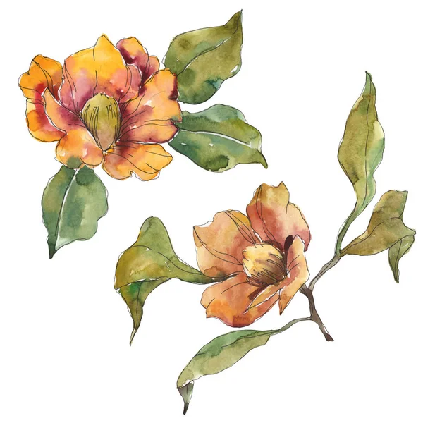 Isolated Orange Camellia Flowers Green Leaves Watercolor Illustration Set — Stock Photo, Image