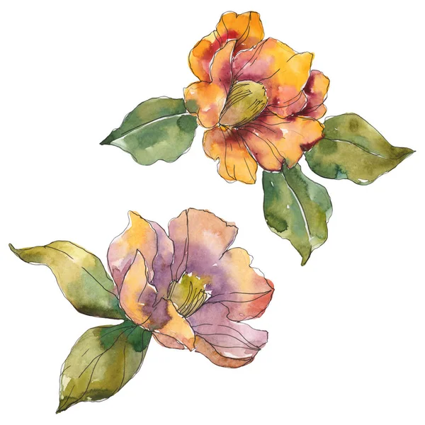 Isolated Orange Camellia Flowers Green Leaves Watercolor Illustration Set — Stock Photo, Image