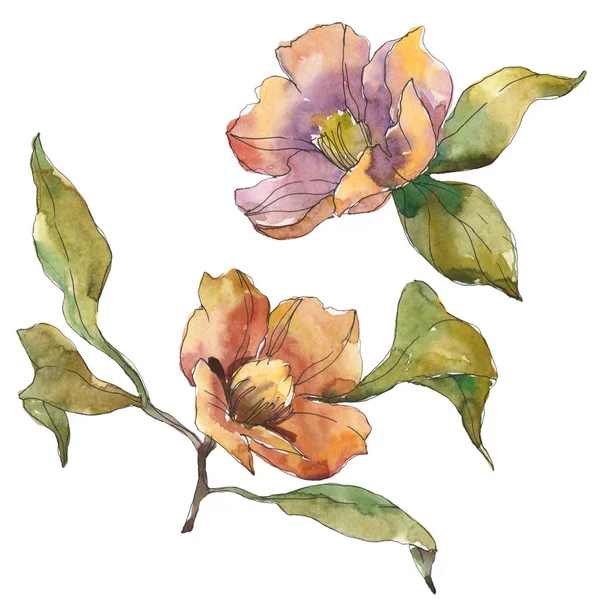 Isolated Orange Camellia Flowers Green Leaves Watercolor Illustration Set — Stock Photo, Image