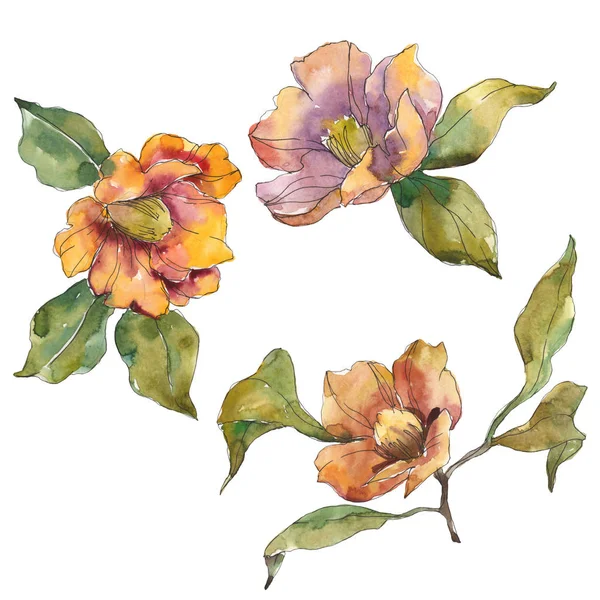 Isolated Orange Camellia Flowers Green Leaves Watercolor Illustration Set — Stock Photo, Image