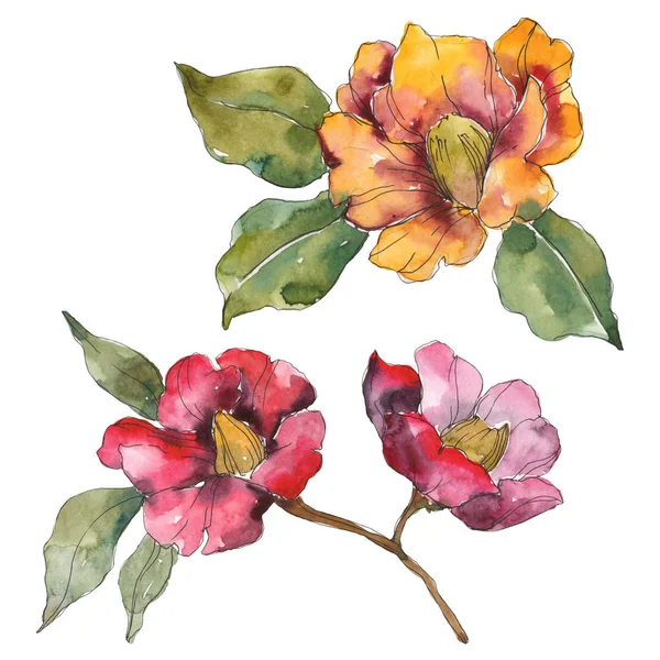 Isolated Orange Red Camellia Flowers Green Leaves Watercolor Illustration Set — Stock Photo, Image
