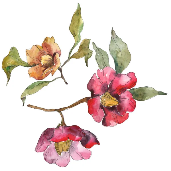 Elszigetelt Narancssárga Piros Camellia Virág Zöld Levelekkel Akvarell Illusztráció Készlet — Stock Fotó