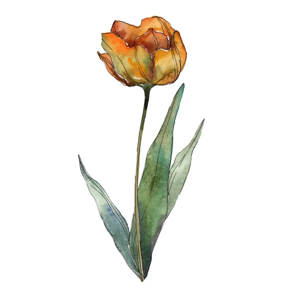 Orange Isolated Poppy Leaf Watercolor Illustration Element — Stock Photo, Image
