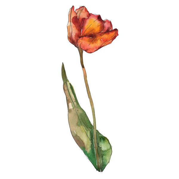 Burgundy Orange Isolated Poppy Leaf Watercolor Illustration Element — Stock Photo, Image