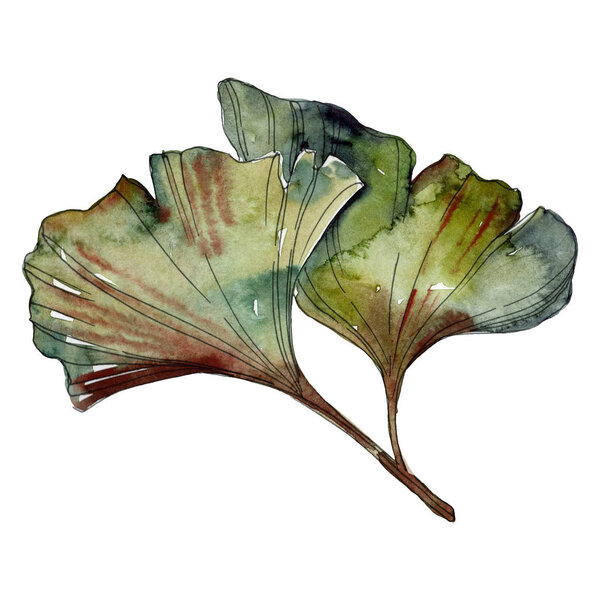 Green ginkgo biloba isolated leaves. Watercolor background illustration set. 
