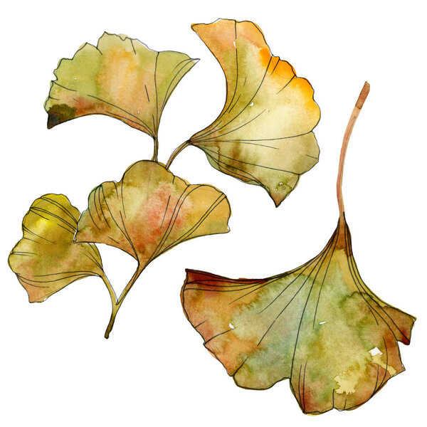 Yellow and green ginkgo biloba isolated leaves. Watercolor background illustration set. 