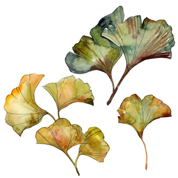 Yellow and green ginkgo biloba isolated leaves. Watercolor background illustration set. 