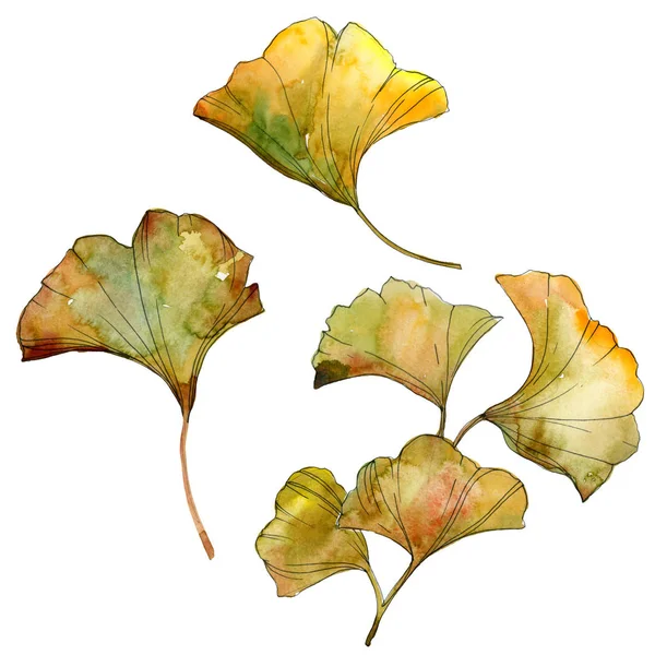 Folhas Isoladas Ginkgo Biloba Amarelo Verde Conjunto Ilustração Fundo Aquarela — Fotografia de Stock