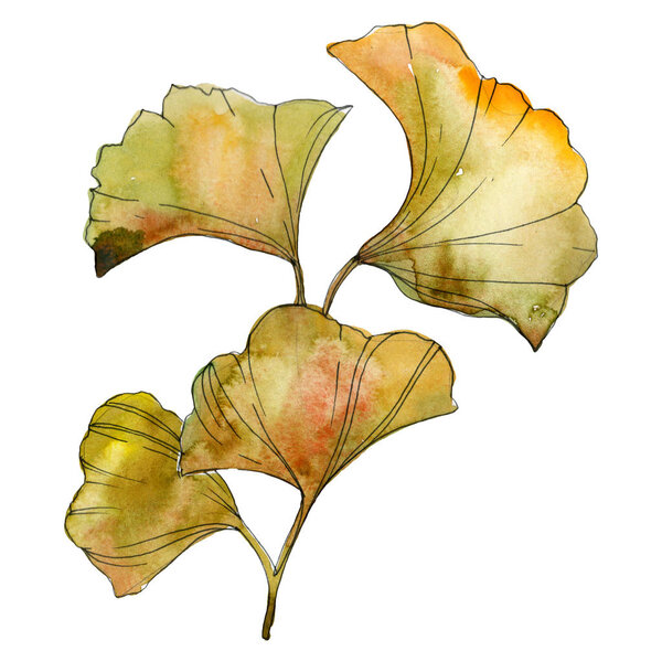 Yellow and green ginkgo biloba isolated leaves. Watercolor background illustration set. 