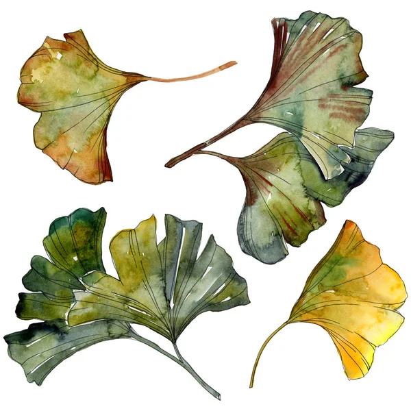 Yellow and green ginkgo biloba isolated leaves. Watercolor background illustration set. 