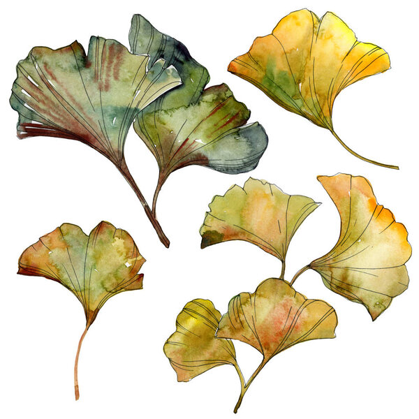 Yellow and green ginkgo biloba isolated leaves. Watercolor background illustration set. 
