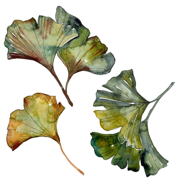 Yellow and green ginkgo biloba isolated leaves. Watercolor background illustration set. 