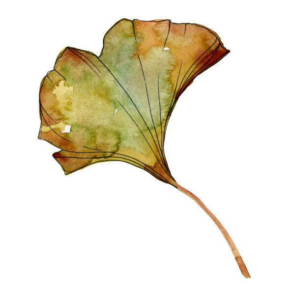 Yellow and green ginkgo biloba isolated leaves. Watercolor background illustration set. 