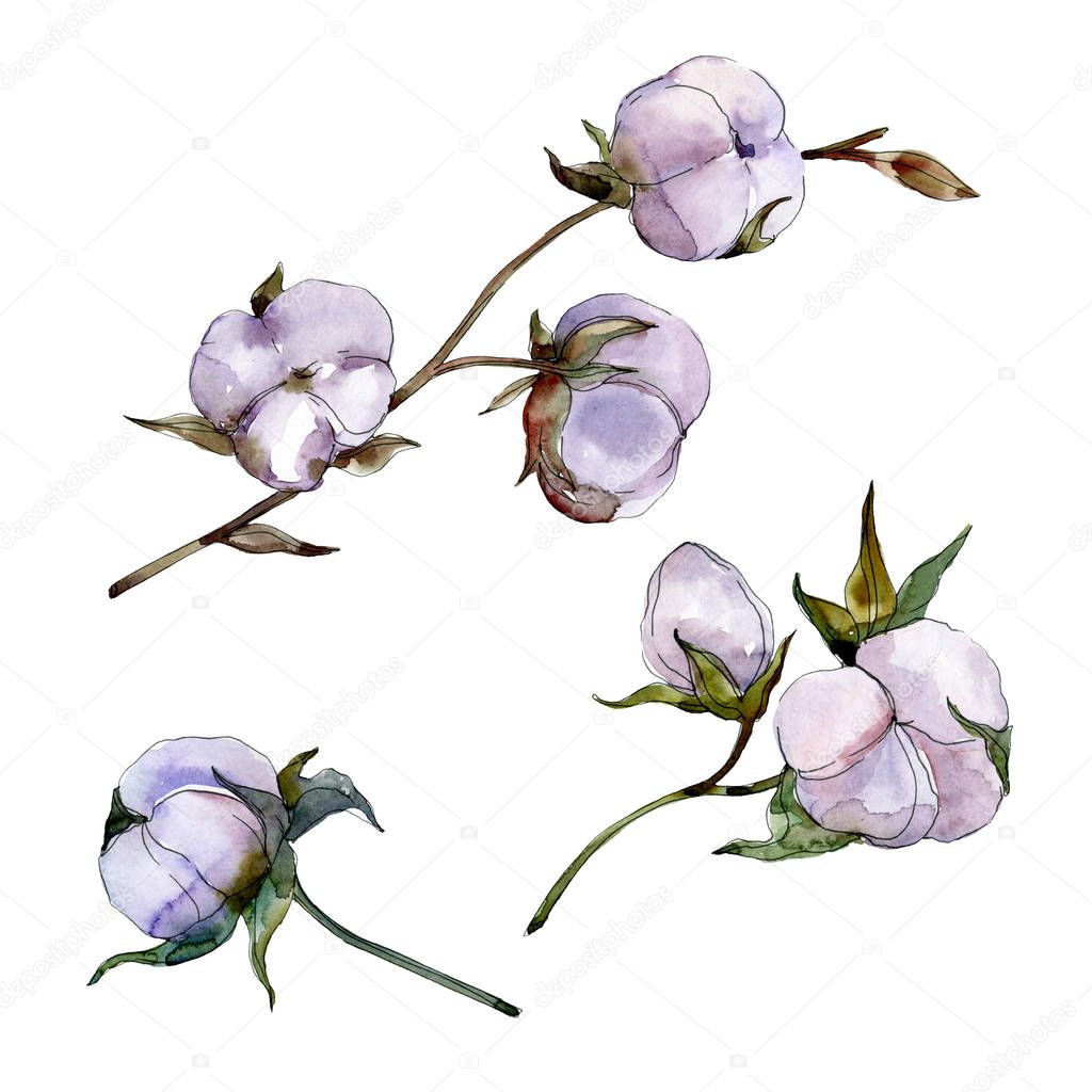 Purple cotton isolated on white. Watercolor background illustration set.