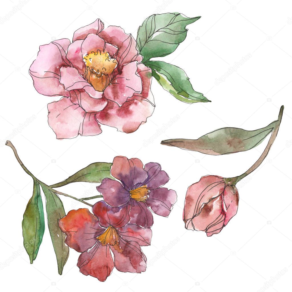 Red and purple camellia isolated on white. Watercolor background illustration element.