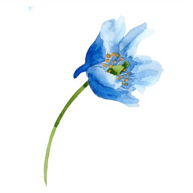 Blue poppy watercolor illustration isolated on white clipart