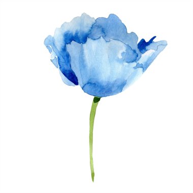 isolated wild blue poppy watercolor illustration element clipart