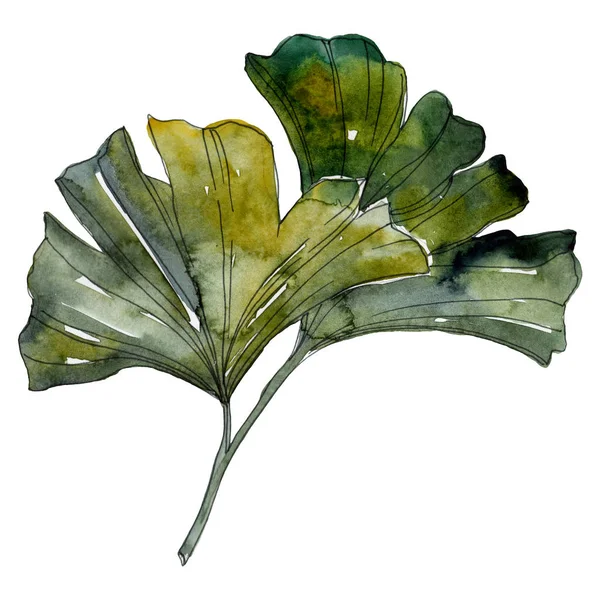 Levelek Zöld Ginkgo Biloba Elszigetelt Akvarell Háttér Illusztráció Készlet — Stock Fotó