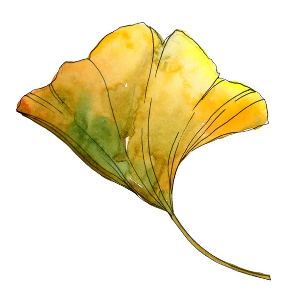 Hoja Aislada Ginkgo Biloba Amarillo Verde Ilustración Fondo Acuarela —  Fotos de Stock