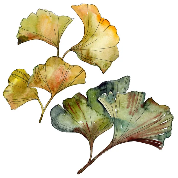 Yellow and green ginkgo biloba isolated leaves. Watercolor background illustration set. 