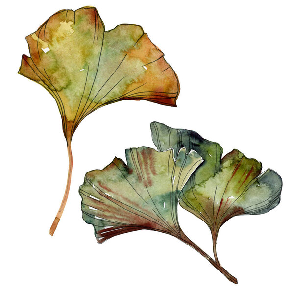 Yellow and green ginkgo biloba isolated leaves. Watercolor background illustration set. 