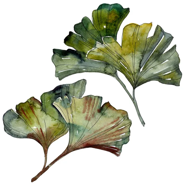 Gröna Ginkgo Biloba Isolerade Lämnar Akvarell Bakgrund Illustration Set — Stockfoto