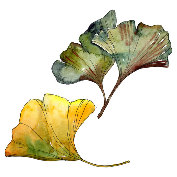 Yellow and green ginkgo biloba isolated leaves. Watercolor background illustration set. 