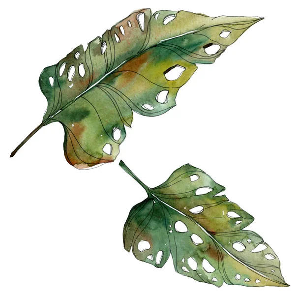 Exotic tropical green palm leaves. Watercolor illustration set. 