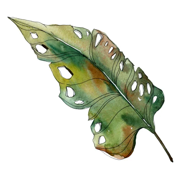Εξωτικά Τροπικά Απομονωμένο Φύλλο Πράσινο Φοίνικα Ακουαρέλα Συρμένη Απεικόνιση Στοιχείου — Φωτογραφία Αρχείου