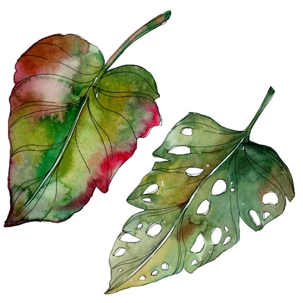 异国情调的热带绿色棕榈分离的叶子 水彩背景插图 — 图库照片