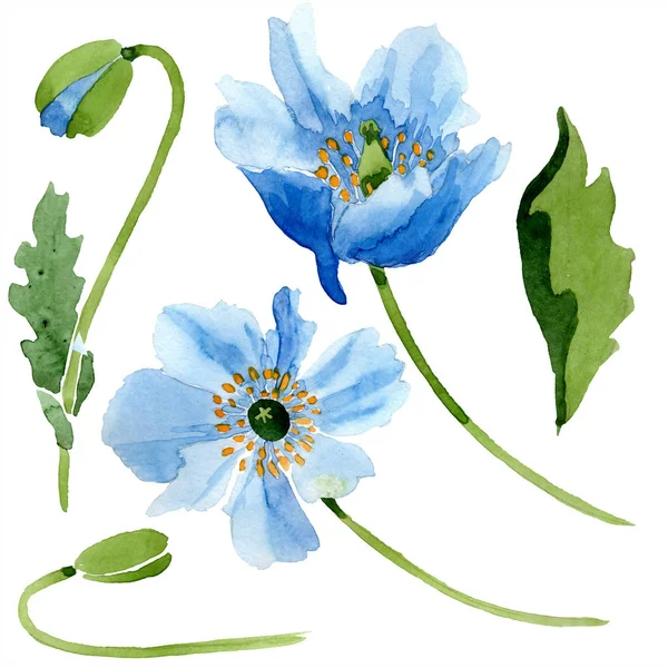 Blue Poppies Leaves Watercolor Illustration Isolated White — Stock Photo, Image