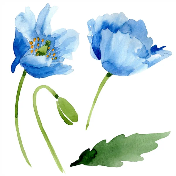 Blå Vallmo Med Leaf Akvarell Illustration Med Isolerad Vit — Stockfoto