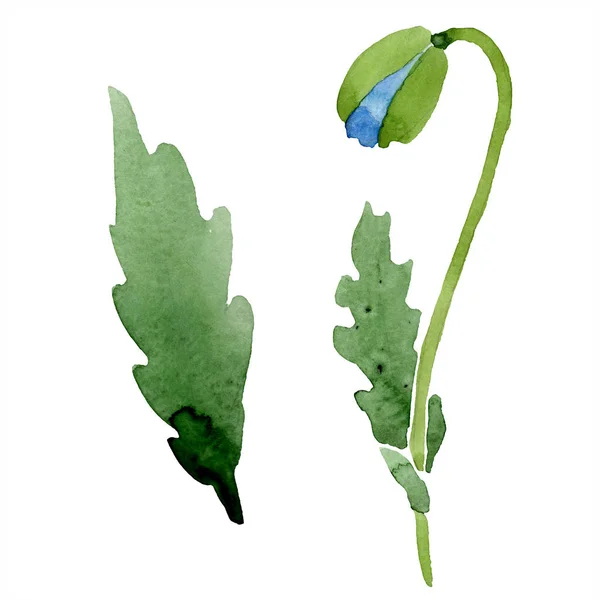 Blue poppy bud with leaves isolated on white. Watercolor illustration.