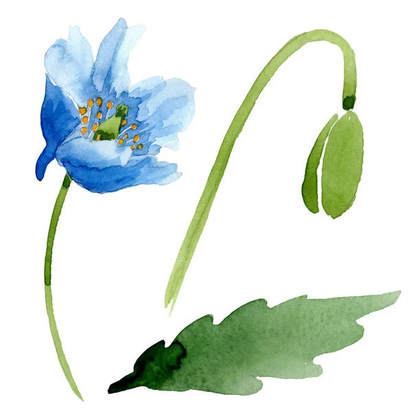 Blue Poppy Leaf Bud Isolated White Watercolor Illustration Set — Stock Photo, Image