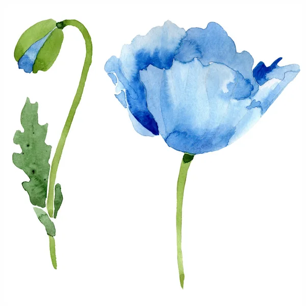 Blue Poppy Leaf Bud Isolated White Watercolor Illustration Set — Stock Photo, Image