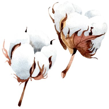 Pamuk botanik çiçek. Vahşi bahar yaprak izole kır çiçeği. Suluboya arka plan illüstrasyon küme. Suluboya çizim moda aquarelle izole. İzole cootton illüstrasyon öğesi.